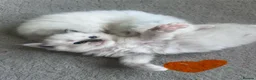 Ragdoll cats for sale: Gorgeous Ragdoll kittens for sale - Advert 38