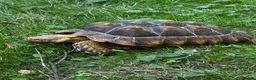 Tortoise reptiles for sale: Tortoise sulcata  in Ashford - Advert 2