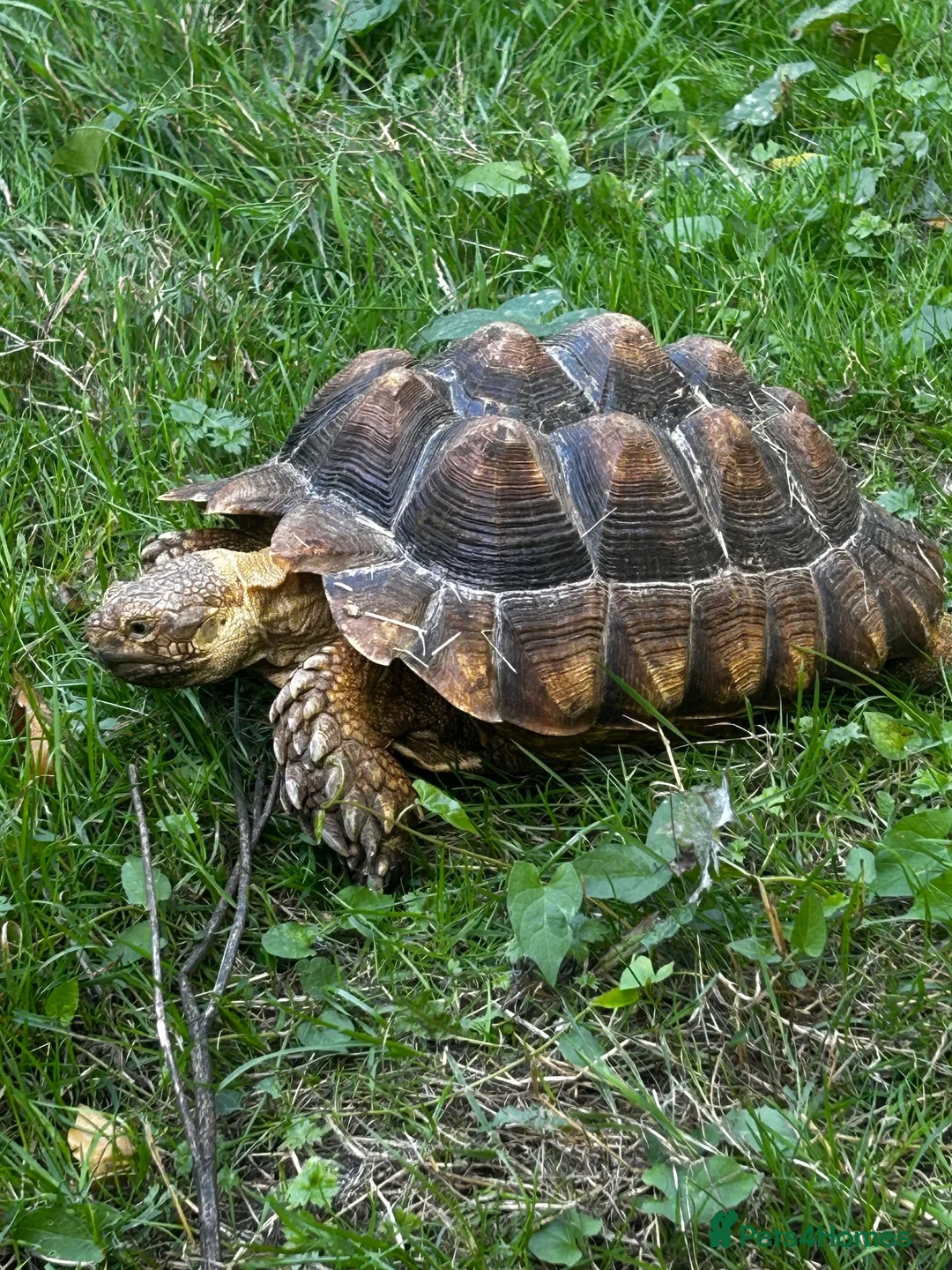 Tortoise reptiles for sale: Tortoise sulcata  in Ashford - Advert 2