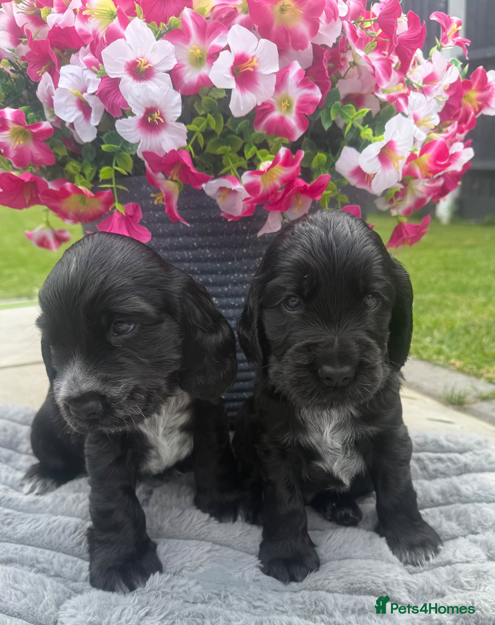 Cocker Spaniel dogs Stunning show cocker spaniels - Advert 1