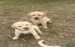 Labrador Retriever dogs for sale: Pure breed Labrador Retrievers puppies  - Image 27