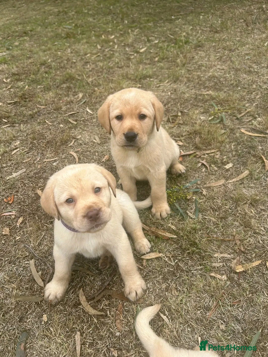 Labrador Retriever dogs for sale: Pure breed Labrador Retrievers puppies  - Image 27