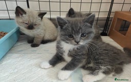British Shorthair cats for sale: British Shorthair Kittens - Image 6