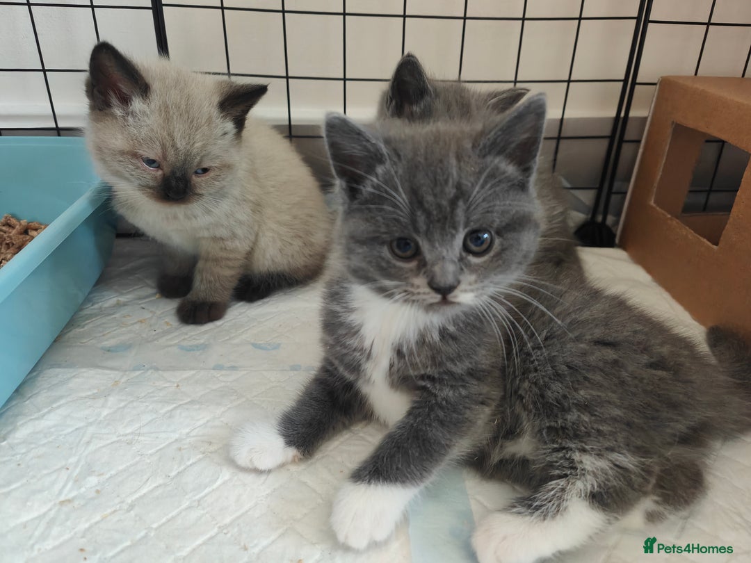British Shorthair cats for sale: British Shorthair Kittens - Image 6