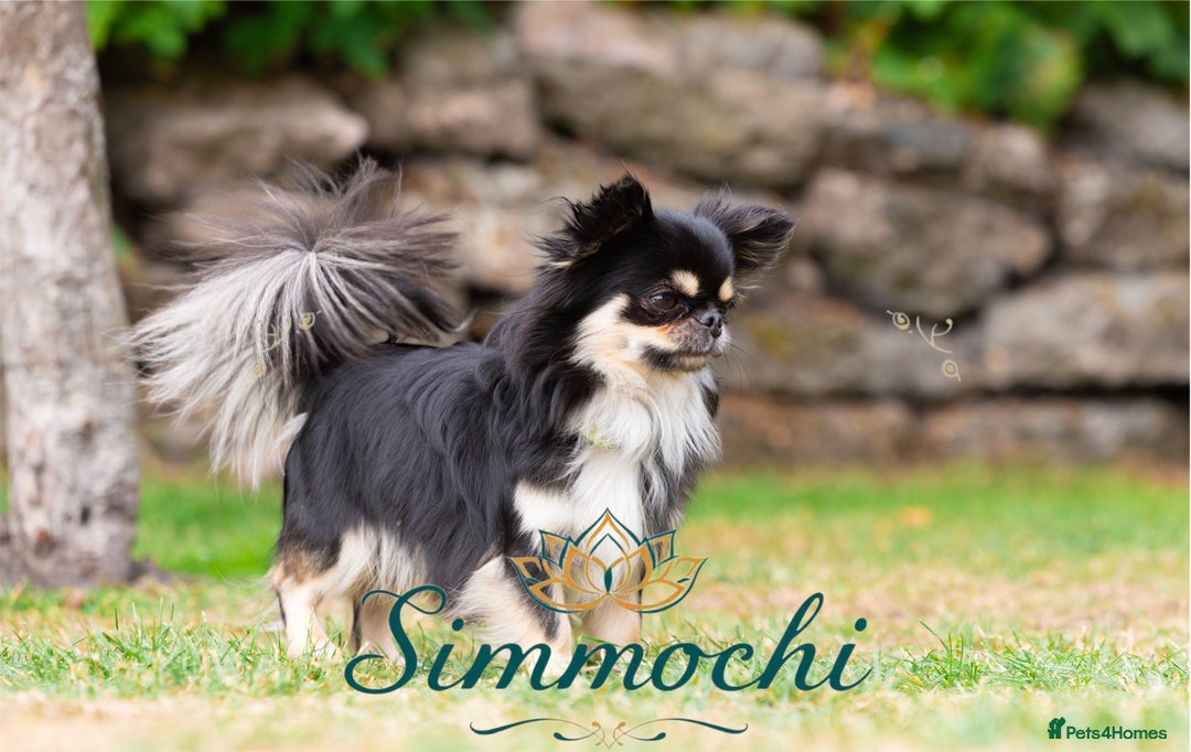 Chihuahua dogs for stud: Exceptional Thai line  - Advert 8