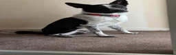 Mixed Breed dogs for sale: Urgent home needed tonight  in London - Advert 4