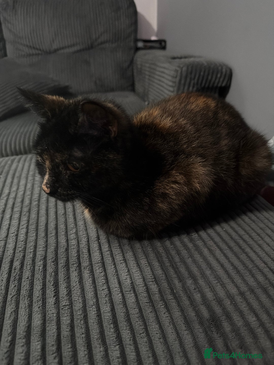 Mixed Breed cats for sale: Rehome of 1 year old - Advert 3