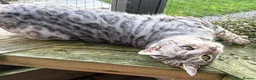 Bengal cats for sale: Elite Silver Rosetted Bengal Boy - Advert 3