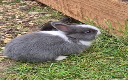 Netherland Dwarf rabbits for sale: Netherlands Dwarf - Image 14