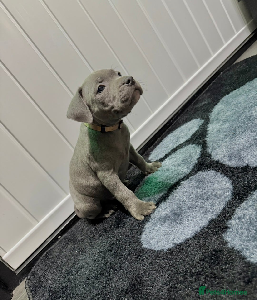 Staffordshire Bull Terrier dogs for sale: Blue Staffordshire Bull Terrier Champion Pups  - Image 7