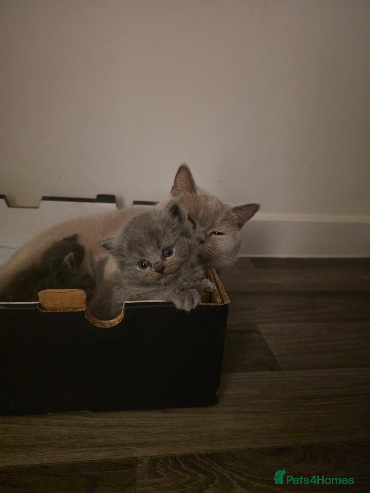 British Shorthair cats Adorable kittens  - Advert 3