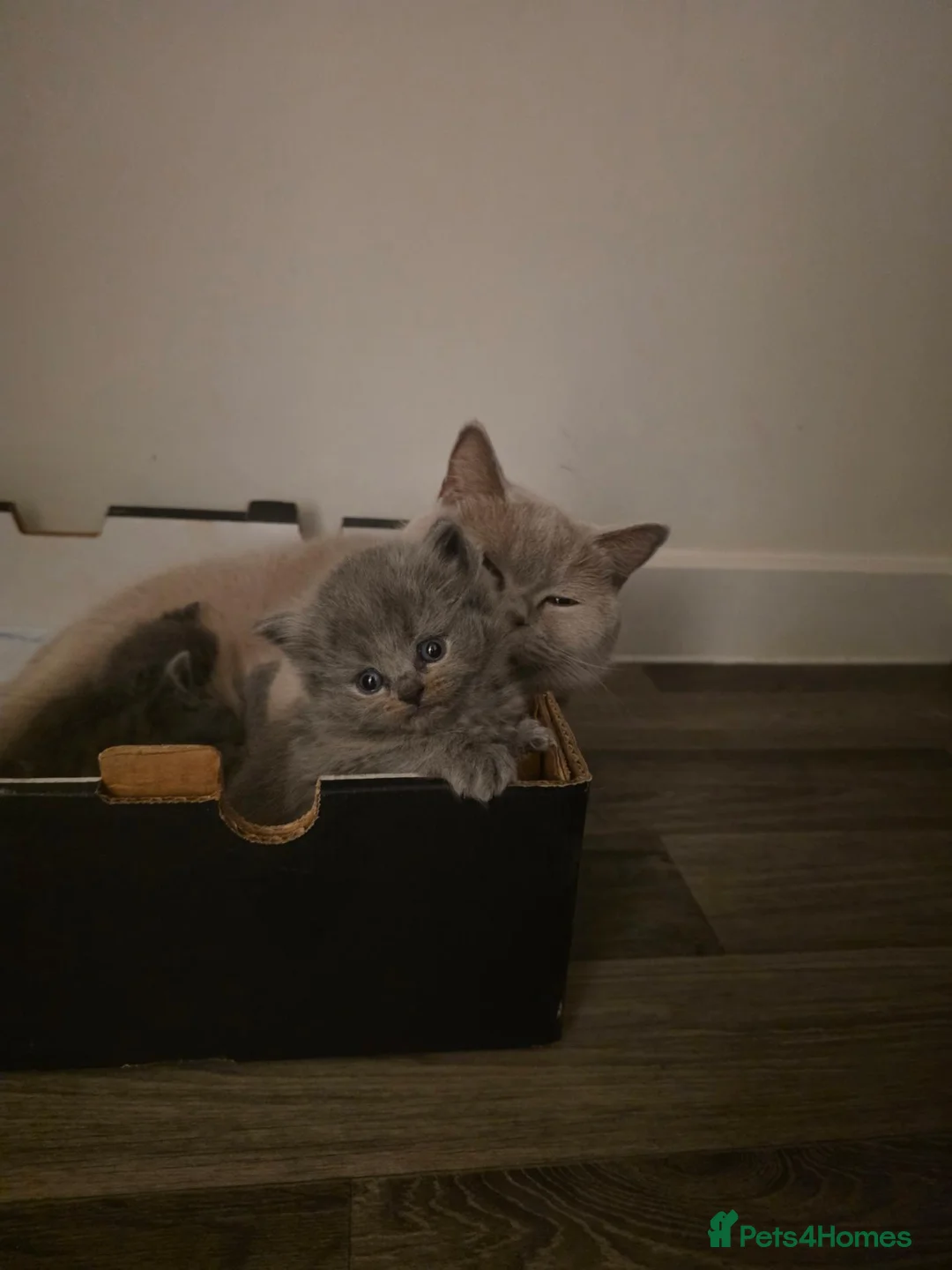 British Shorthair cats for sale: Adorable kittens  - Advert 1