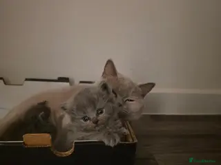 British Shorthair cats Adorable kittens - Advert 1
