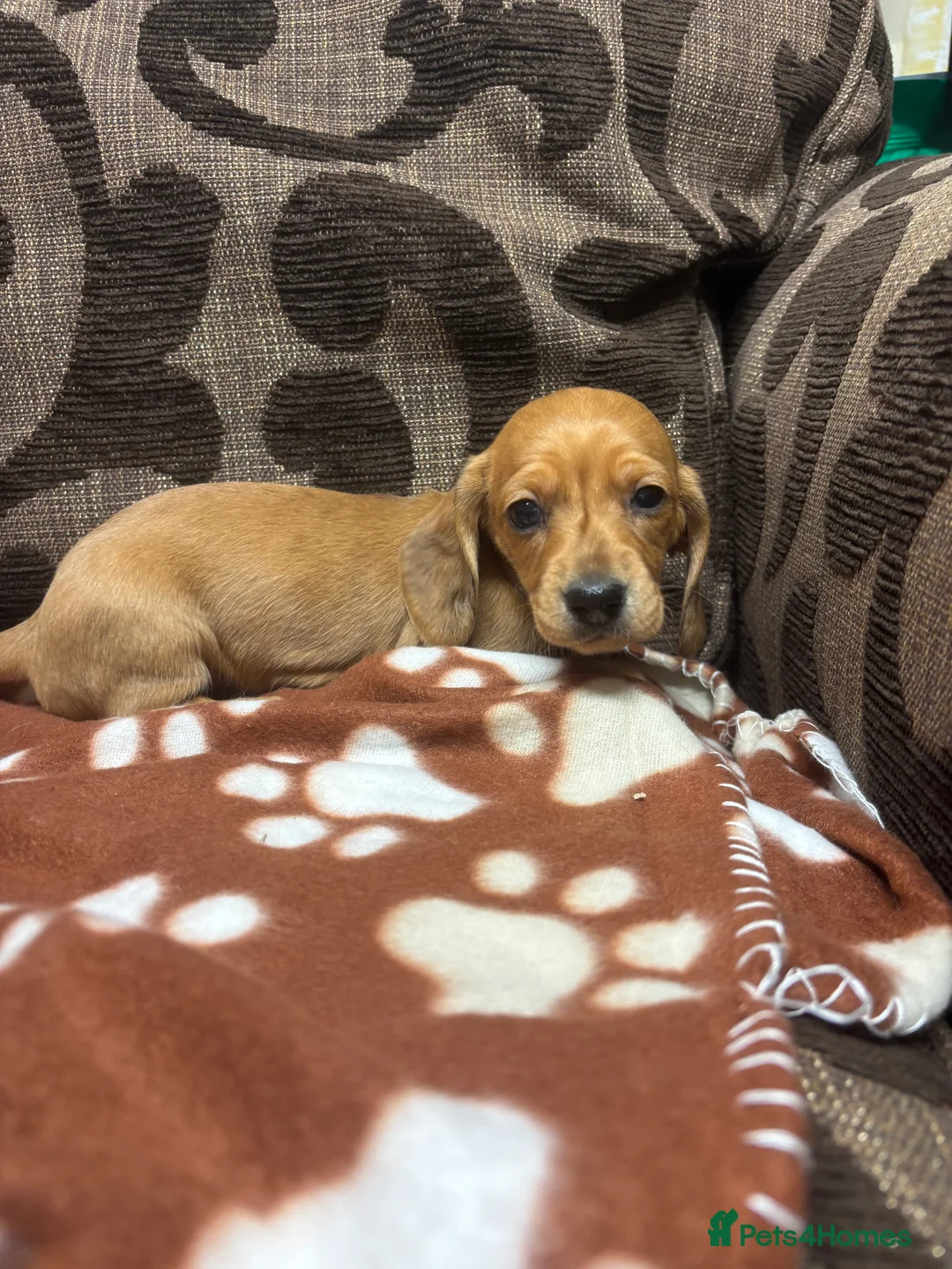 Dachshund dogs for sale: Dachshund Puppies - Advert 2