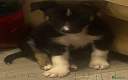 Border Collie dogs for sale: Beautiful pure bred Border Collie Puppies - Image 2