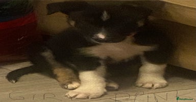 Border Collie dogs - Advert 4