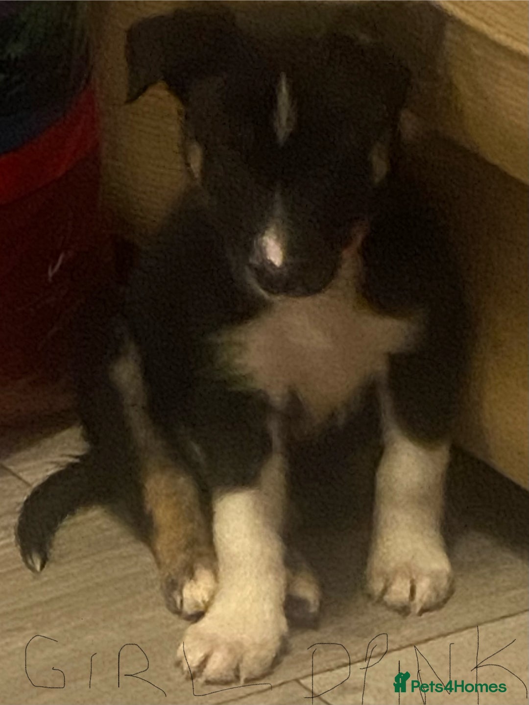 Border Collie dogs for sale: Beautiful pure bred Border Collie Puppies - Image 2