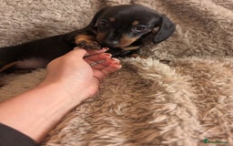 Miniature Dachshund dogs for sale: Stunning Miniature Daschounds Puppies  - Image 4
