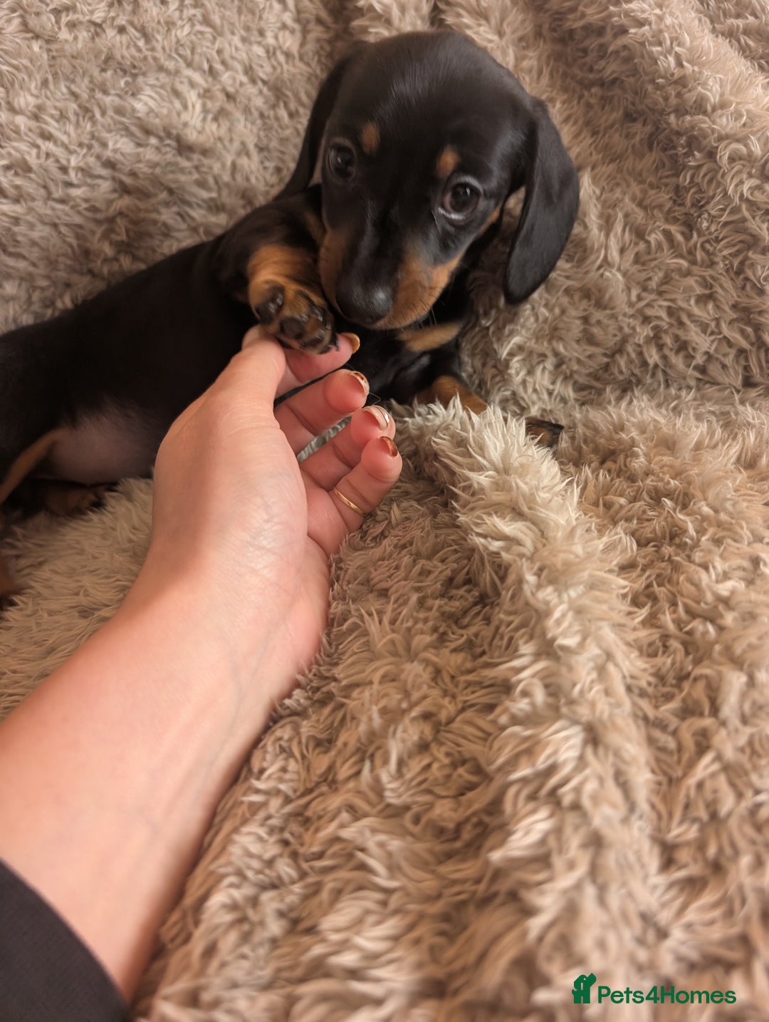 Miniature Dachshund dogs for sale: Stunning Miniature Daschounds Puppies  - Image 4