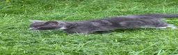 Mixed Breed cats for sale: Tabby kittens - Advert 10