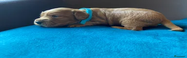Cocker Spaniel Puppy 4