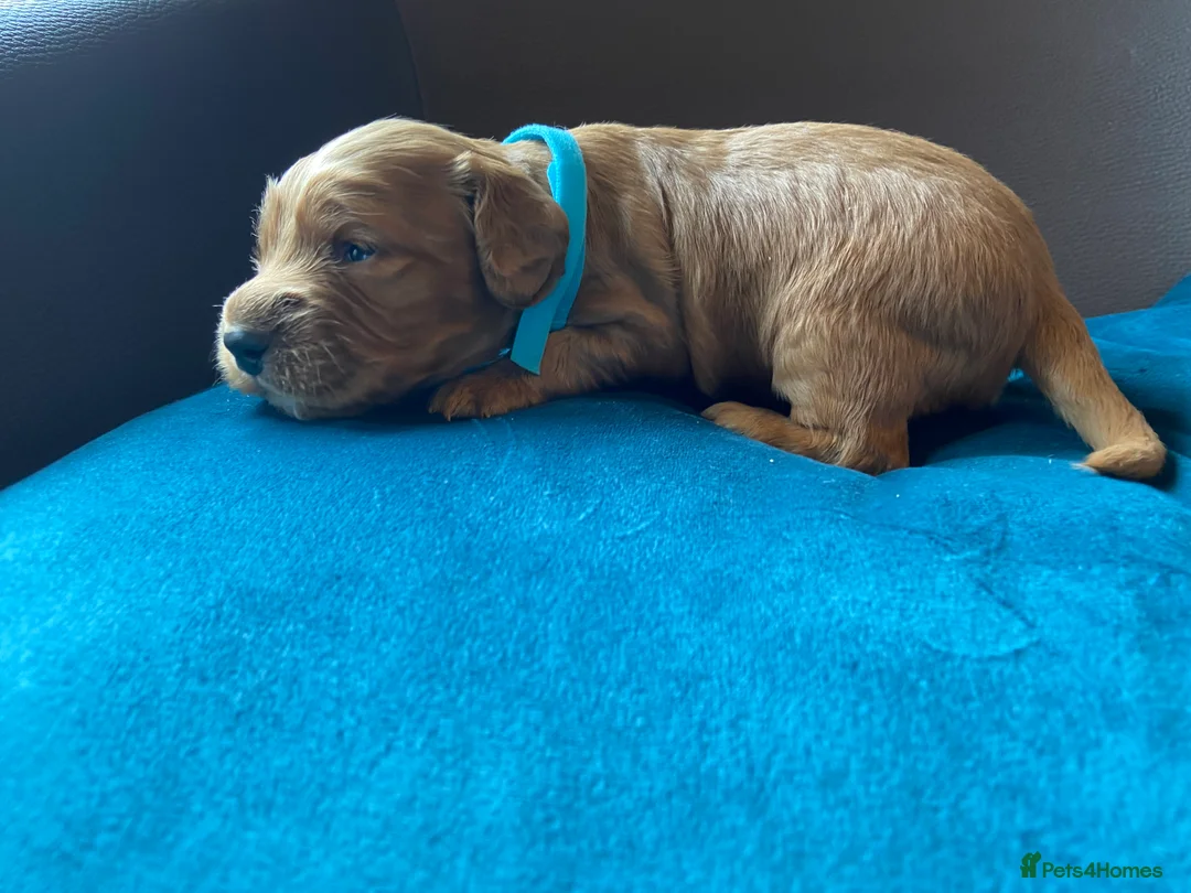 Cocker Spaniel dogs for sale: Beautiful Cockerspaniel Puppies For Sale - Advert 2