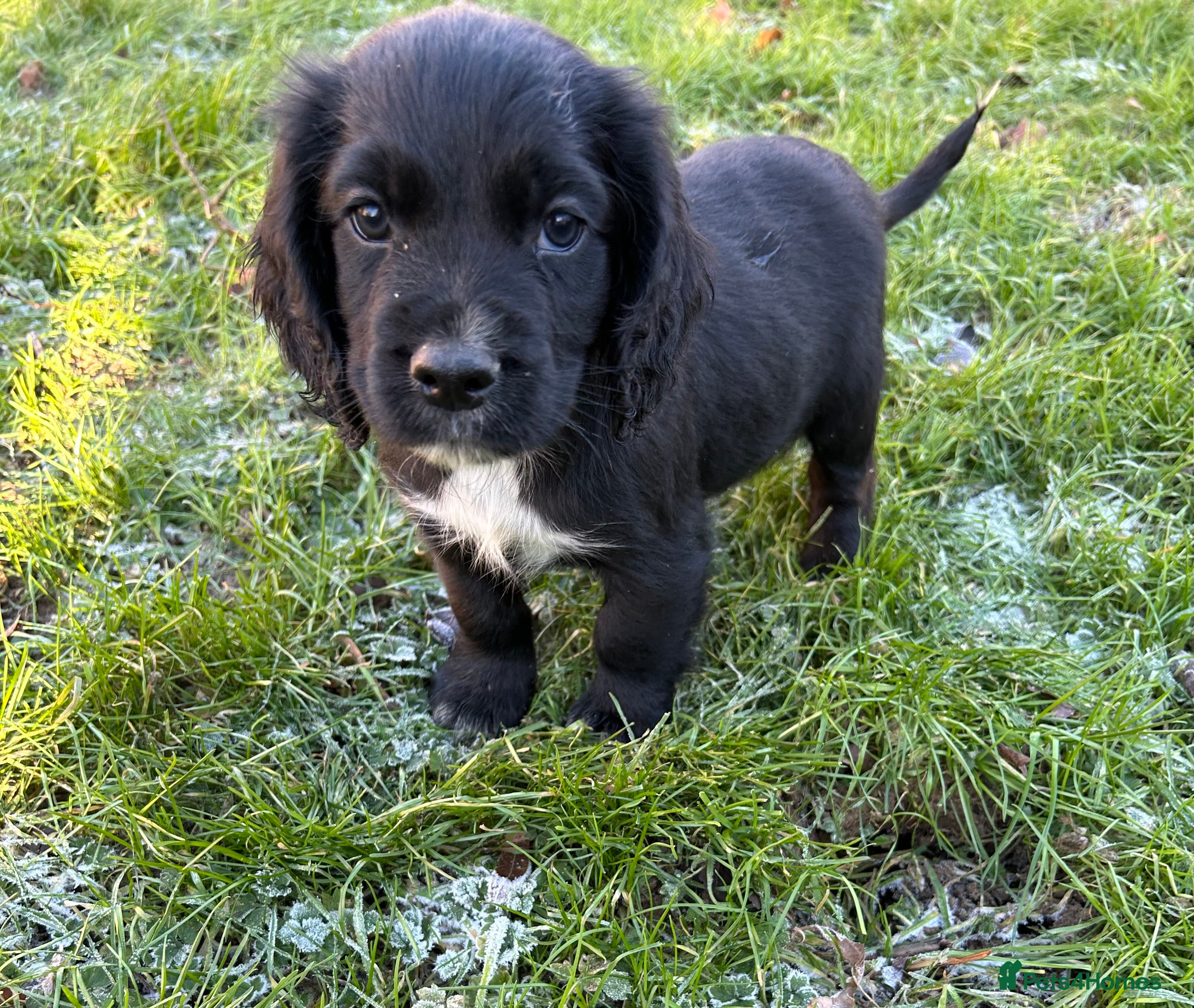Cocker Spaniel dogs STUNNING WORKING COCKER SPANIEL PUPS - Advert 14