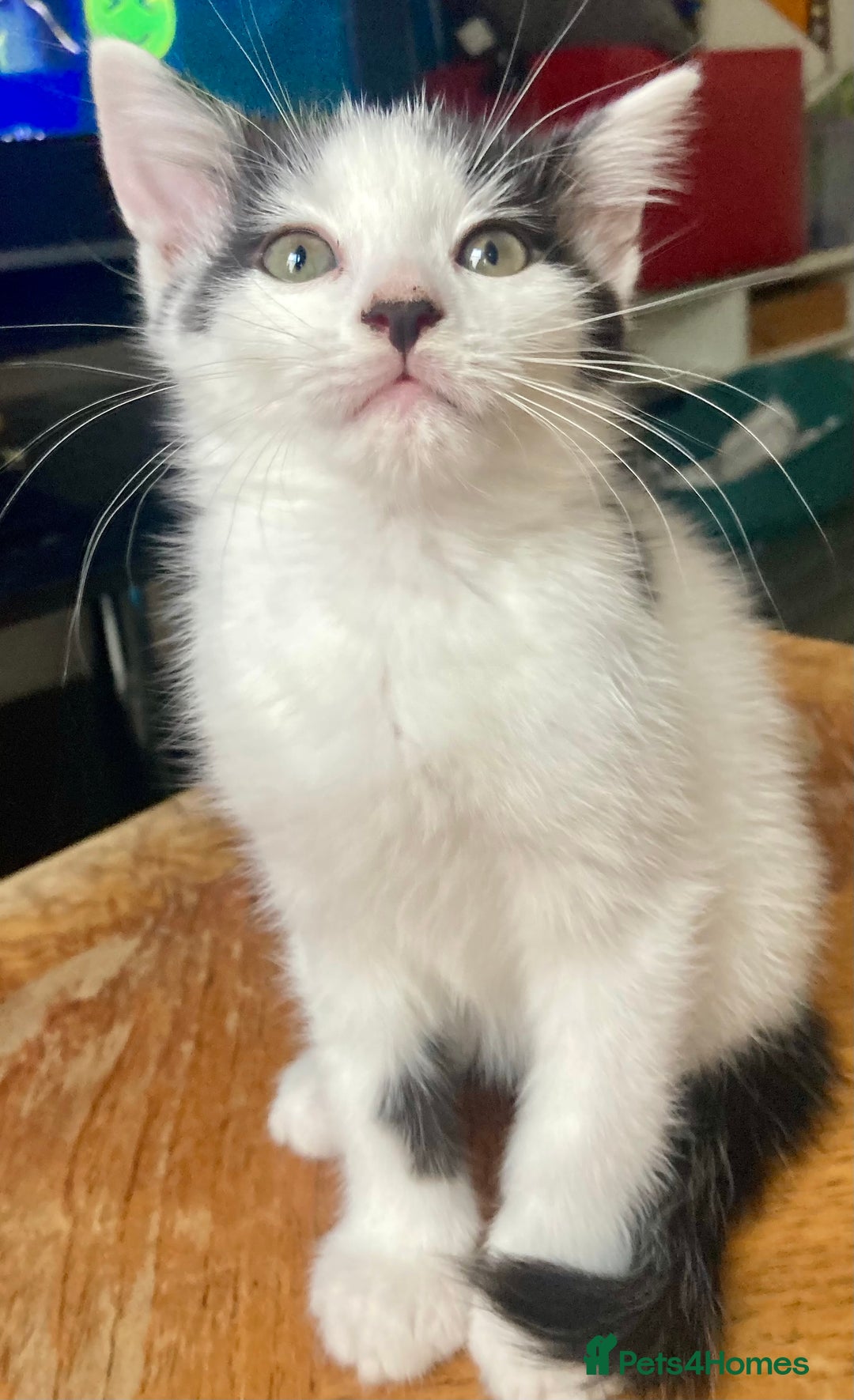 Domestic Shorthair cats for sale: Lovely funny little kittens  - Image 23