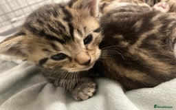 Mixed Breed cats for sale: BengalXTabby kittens LAST BOY LEFT NOW - Image 16