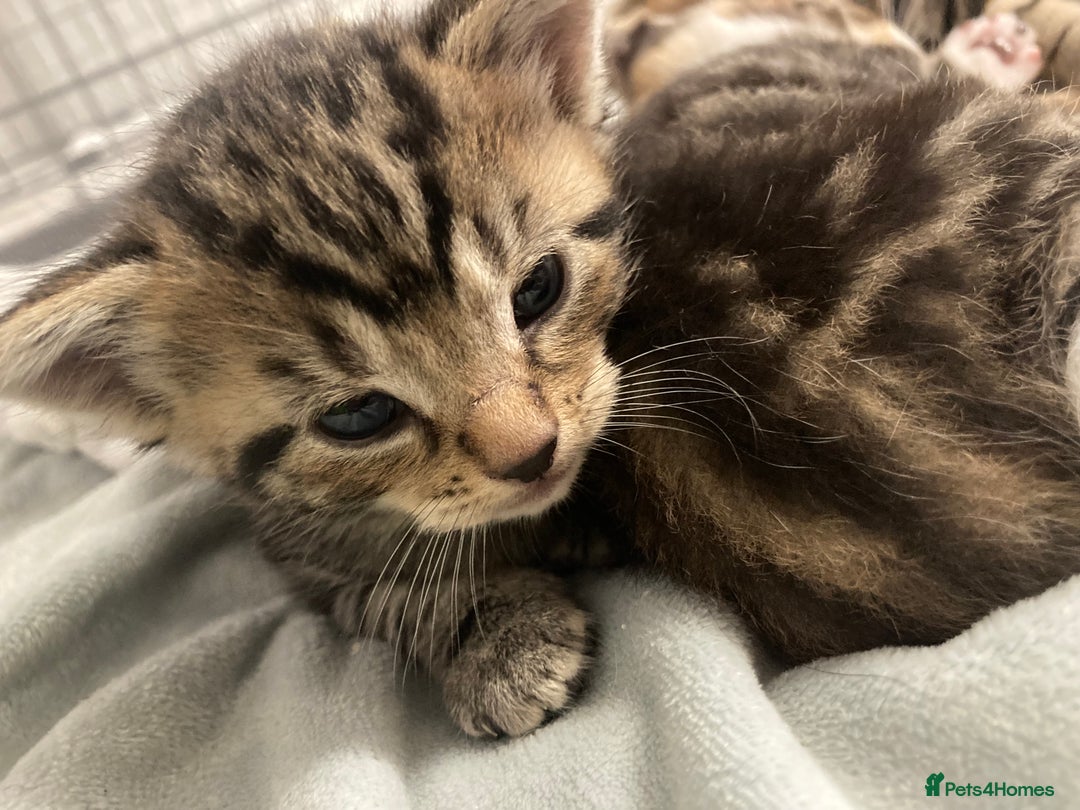 Mixed Breed cats for sale: BengalXTabby kittens LAST BOY LEFT NOW - Image 16