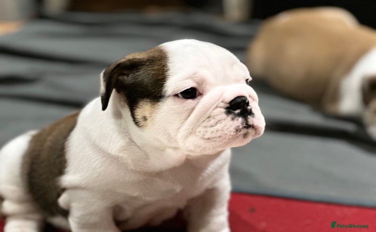 English Bulldog dogs - Advert 16