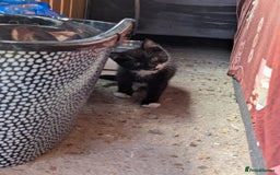 British Longhair cats for sale: Fluffy kittens very beautifull - Image 5