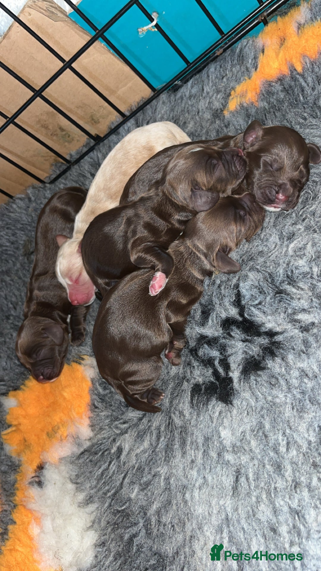 Cocker Spaniel dogs for sale: Beautiful cocker spaniel puppy’s  - Advert 7