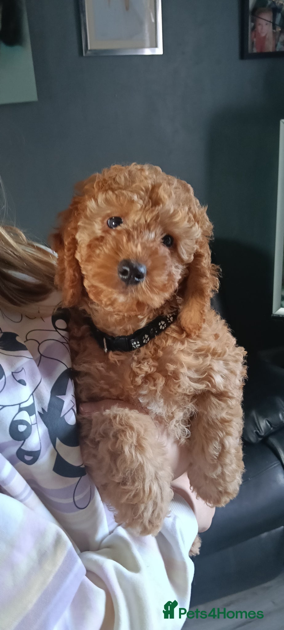 Cockapoo dogs Ready now- F1b Miniature Cockapoo Pup Charlie  - Advert 15