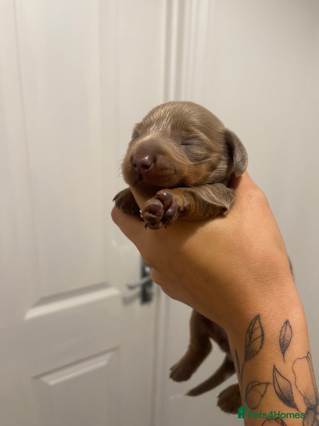 Miniature Dachshund dogs for sale: Long haired Isabella and tan miniature dachshund  - Image 27