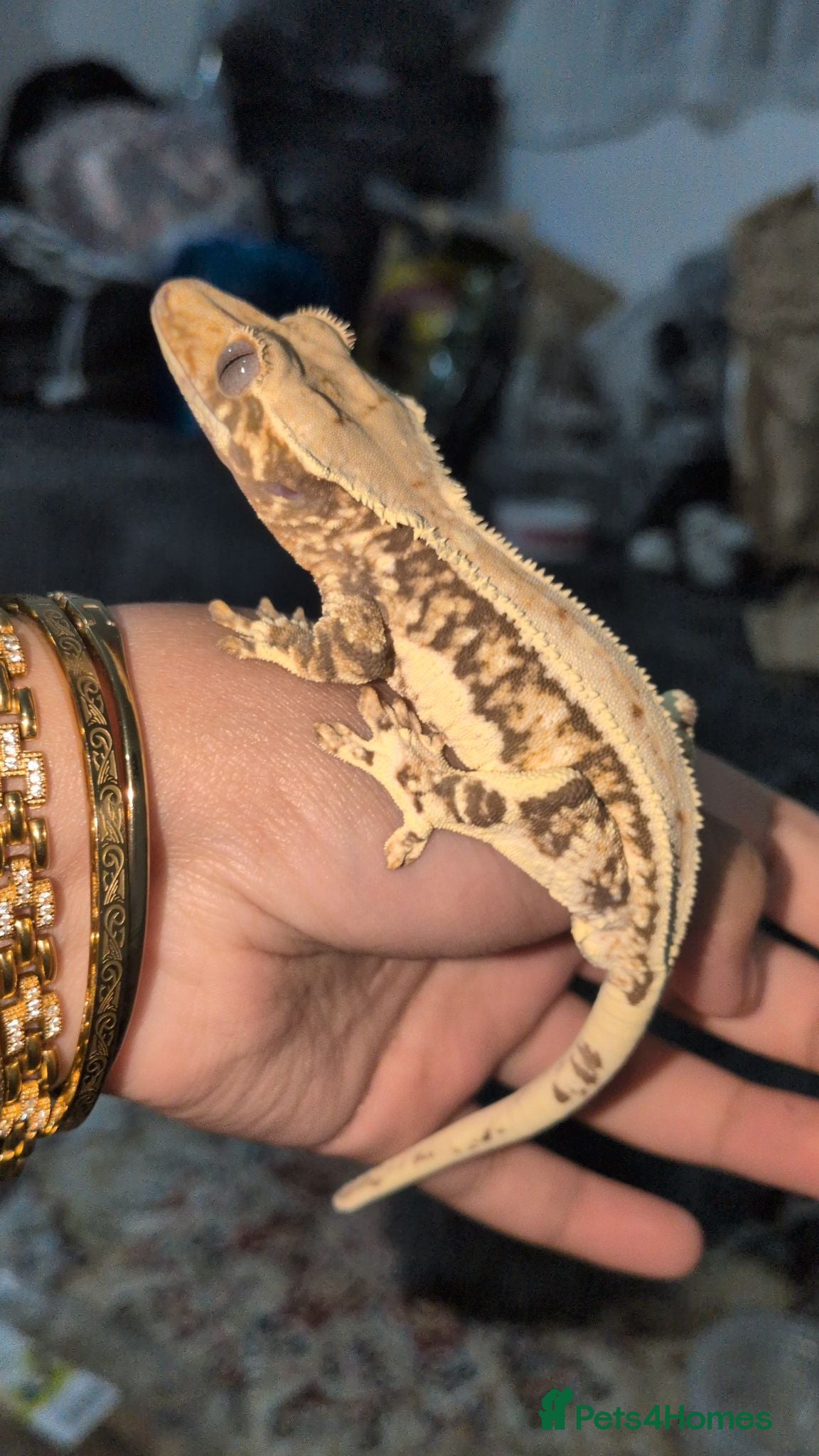 Gecko reptiles Various crested geckos  - Advert 1