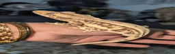 Gecko reptiles for sale: Various crested geckos  - Advert 4