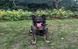 German Shepherd dogs for sale: Germany 🇩🇪 shepherd puppies dogs 🐕 big boned - Image 8