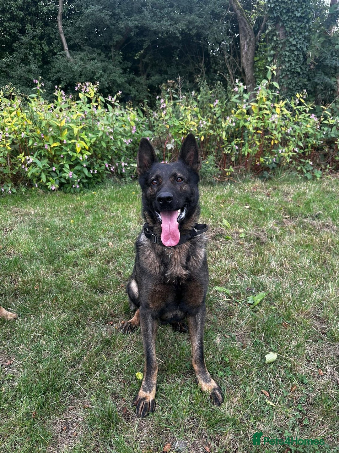 German Shepherd dogs for sale: Germany 🇩🇪 shepherd puppies dogs 🐕 big boned - Image 8