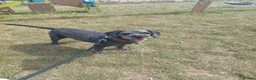 Mixed Breed dogs for sale: Energetic, loving and gentle boy - Advert 2