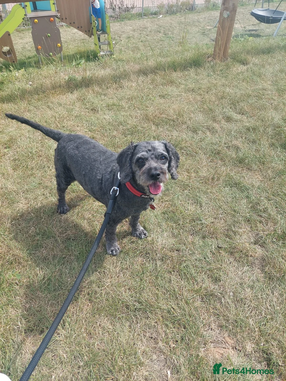 Mixed Breed dogs for sale: Energetic, loving and gentle boy - Advert 2