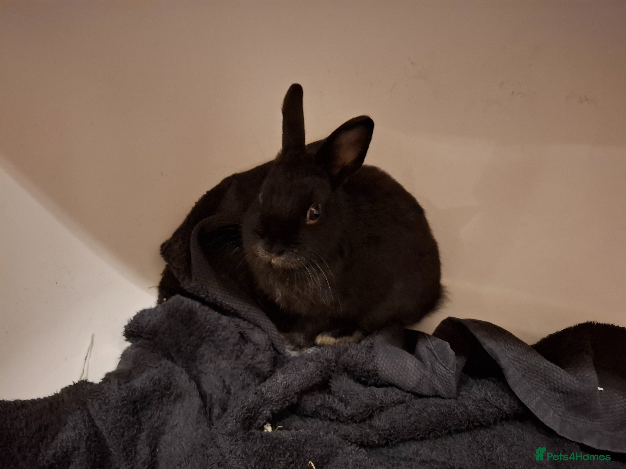 Dwarf Lop rabbits for sale: 3 Male Dwarf Rabbits (+Optional Cage Setup) in Ashton-under-Lyne - Advert 6