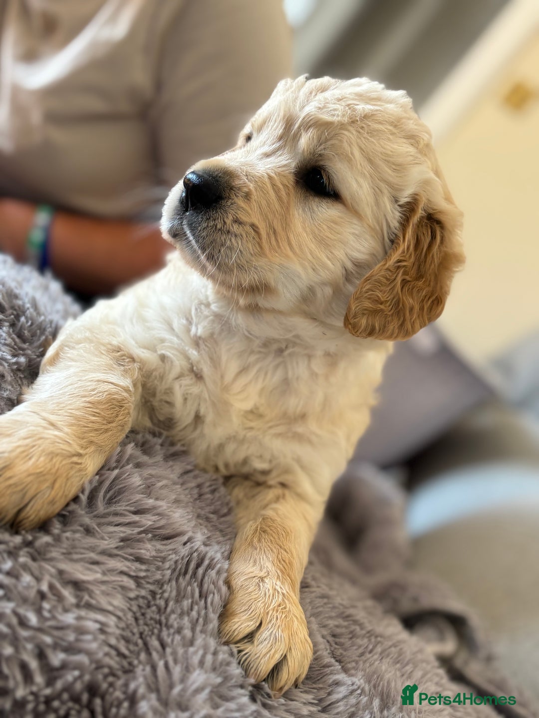 Golden Retriever dogs for sale: One boy left!  - Image 3