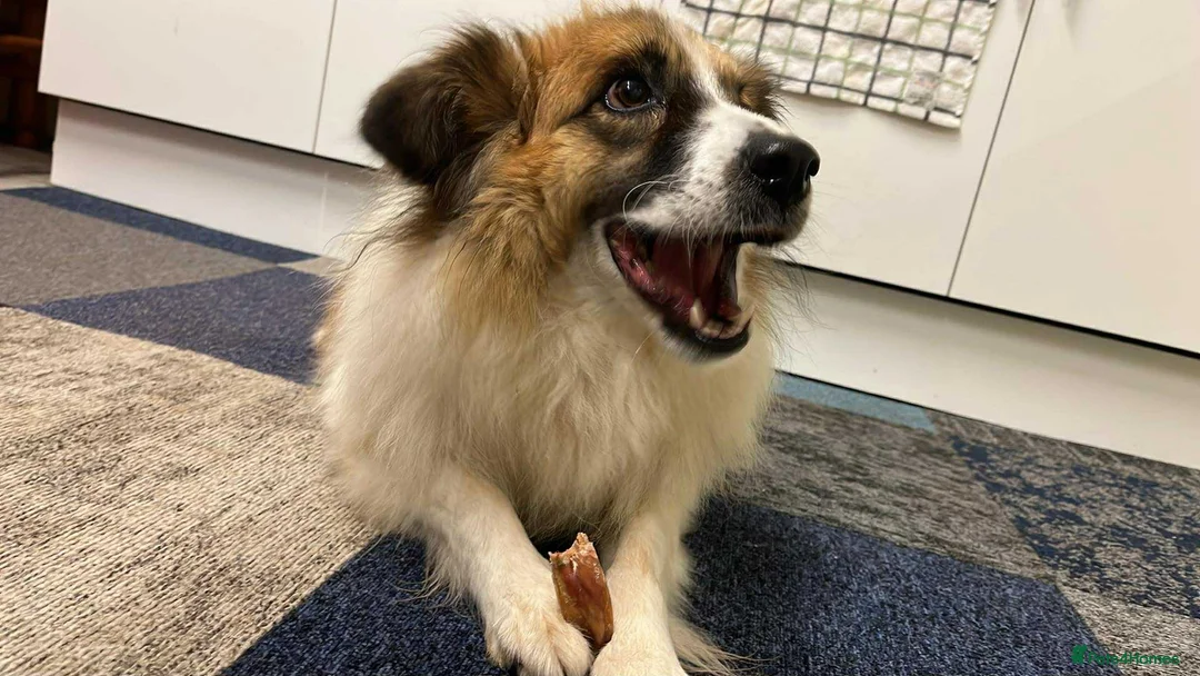 Mixed Breed dogs for adoption: Jessie ❤️ - Advert 13