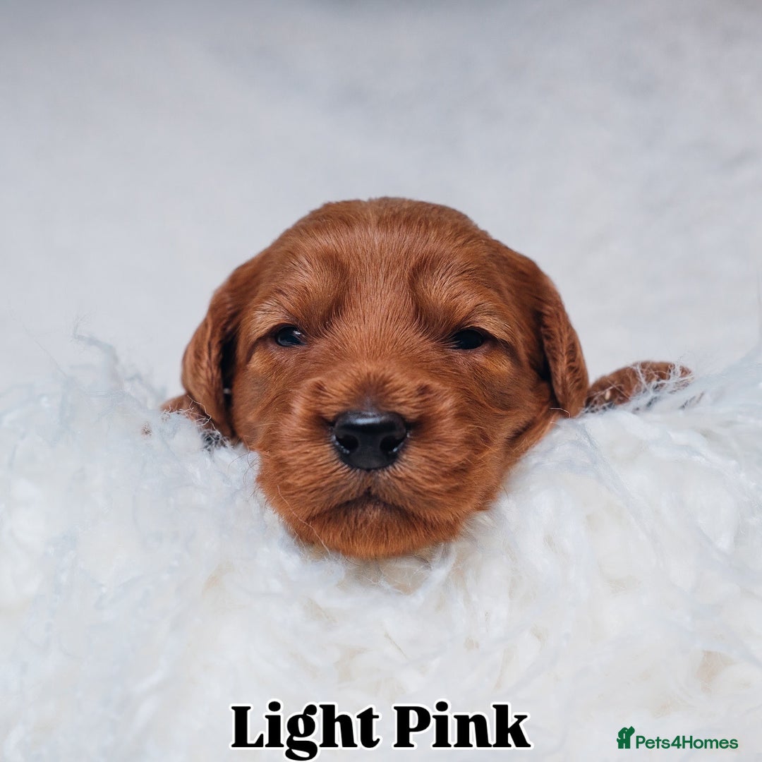 Labradoodle dogs for sale: F2B Labradoodle Puppies – Red & Apricot - Advert 21