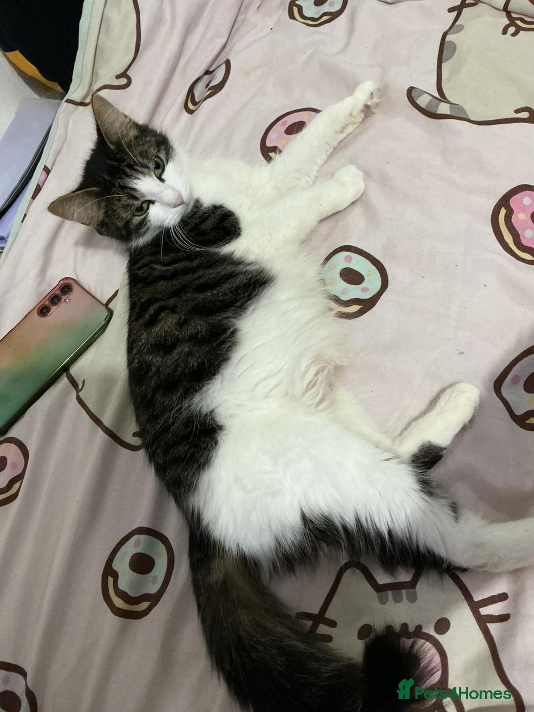 Mixed Breed cats for sale: Kittens  - Advert 2