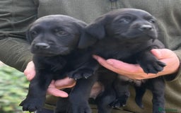 Labrador Retriever dogs for sale: Black Labrador puppies - Image 7