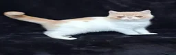 Exotic cats for sale: Stunning exotic/persian kittens - Advert 11