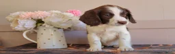 English Springer Spaniel dogs for sale: Beautiful English Springer spaniel pups - Advert 8