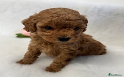 Toy Poodle dogs for sale: Asian toy poodles  - Image 10